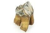 Fossil Woolly Rhino (Coelodonta) Tooth - Siberia #350933-1